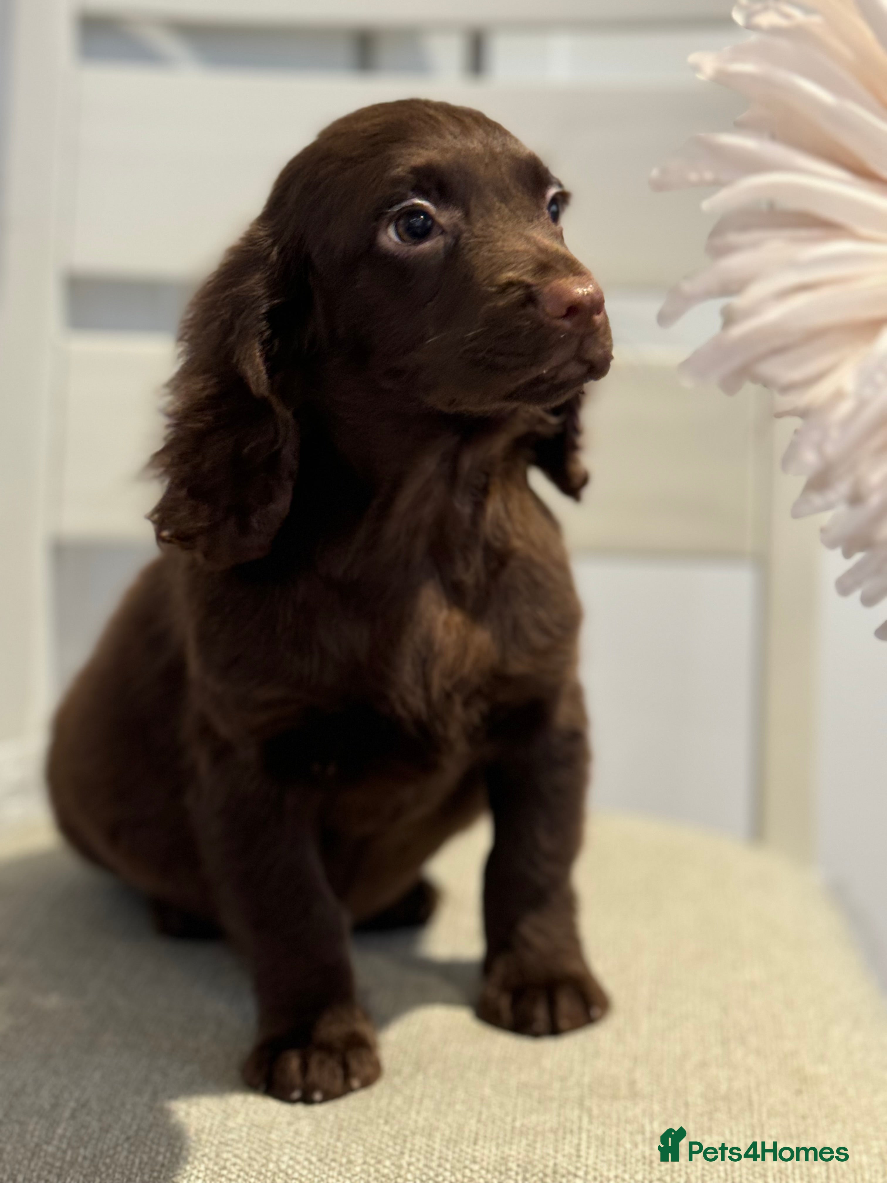 Cocker Spaniel dogs Pedigree health tested 5 generation pup available  - Advert 9