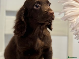 Cocker Spaniel dogs Pedigree health tested 5 generation pup available - Advert 5