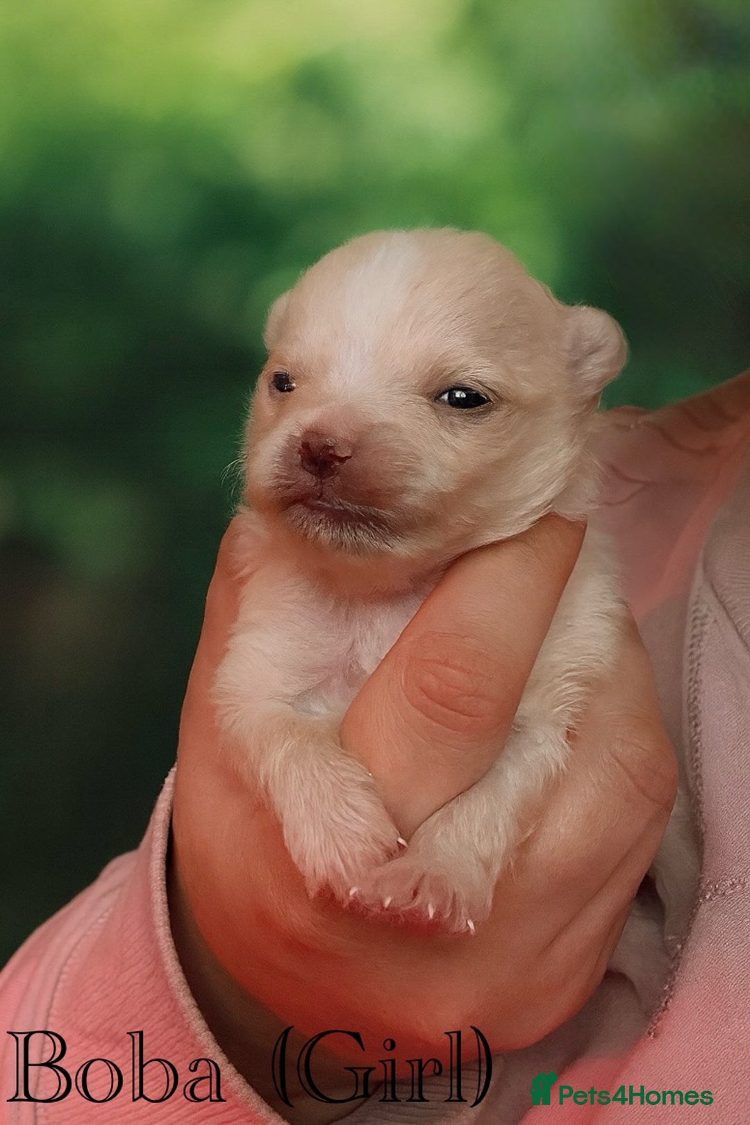 Pomeranian dogs for sale: Beautifu Litter- Russian/Chi Tien Pomeranian Pups - Advert 22