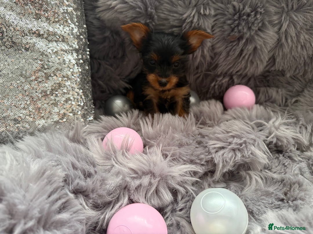 Yorkshire Terrier dogs for sale: Beautiful Yorkshire terrier puppies  - Image 14