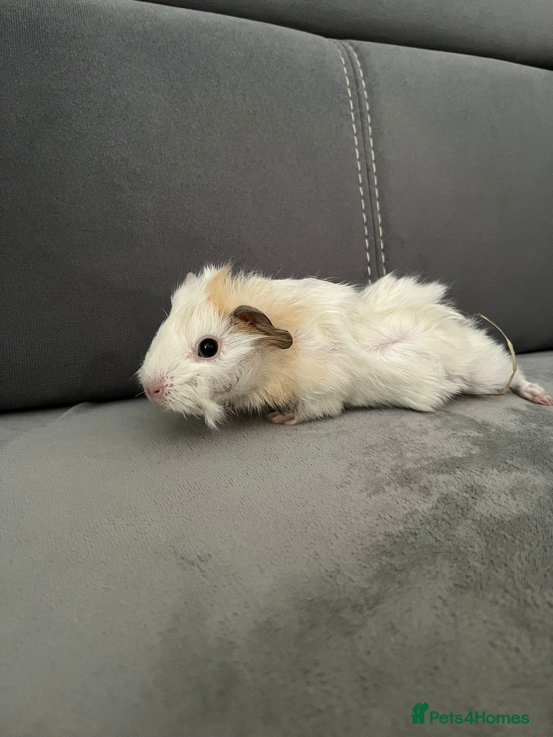 Guinea Pig rodents for sale: Baby Guinea pigs  - Advert 7