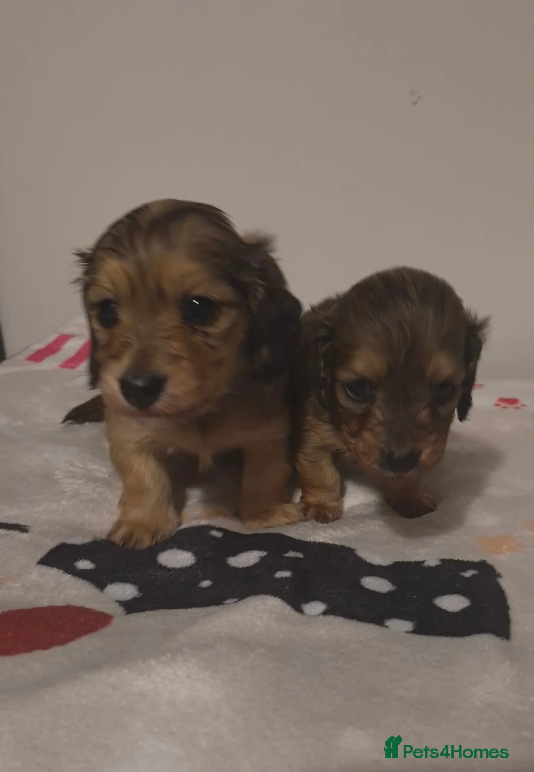Dachshund dogs for sale: Miniature dachshund shaded cream girls - Advert 12