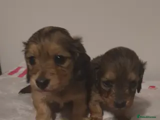 Dachshund dogs Miniature dachshund shaded cream girls - Advert 5