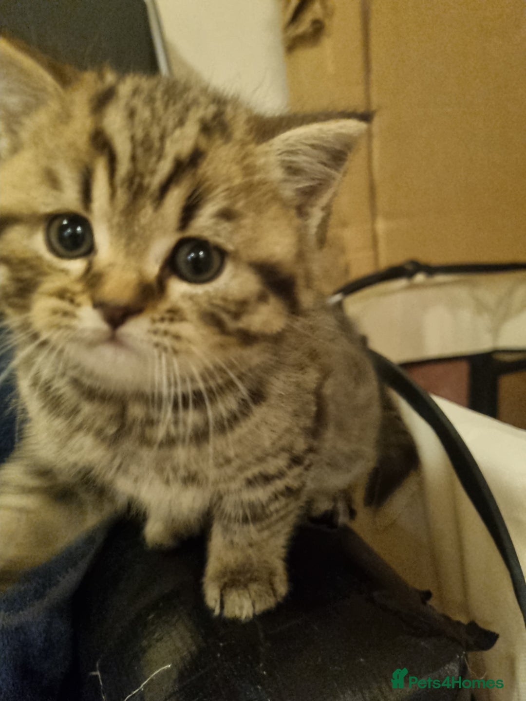 British Shorthair cats for sale: GCCF Purebred BSH kittens - Advert 8