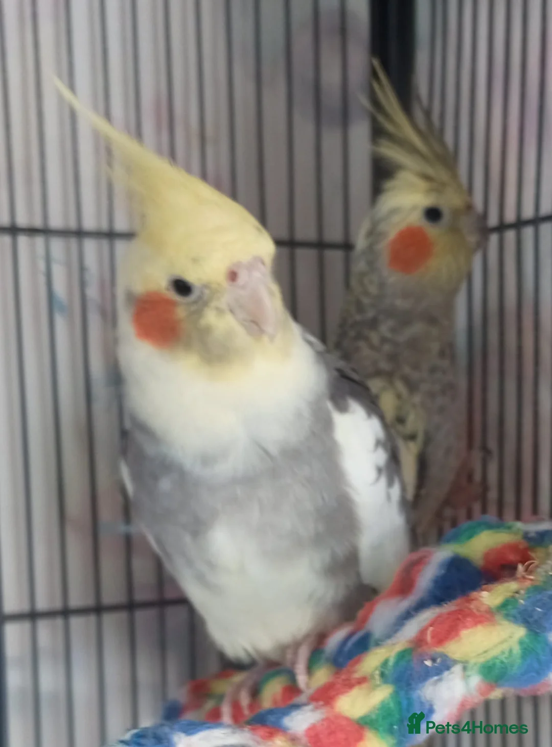 Cockatiels birds for sale: Superb bonded pair of indoor cockatiels. - Advert 2
