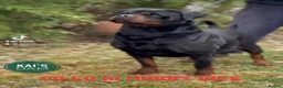 Rottweiler dogs for stud: Available stud limited time only! Serbian import - Advert 11