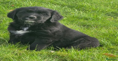 Mixed Breed dogs Stunning Golden Mountain pup's  - Advert 2