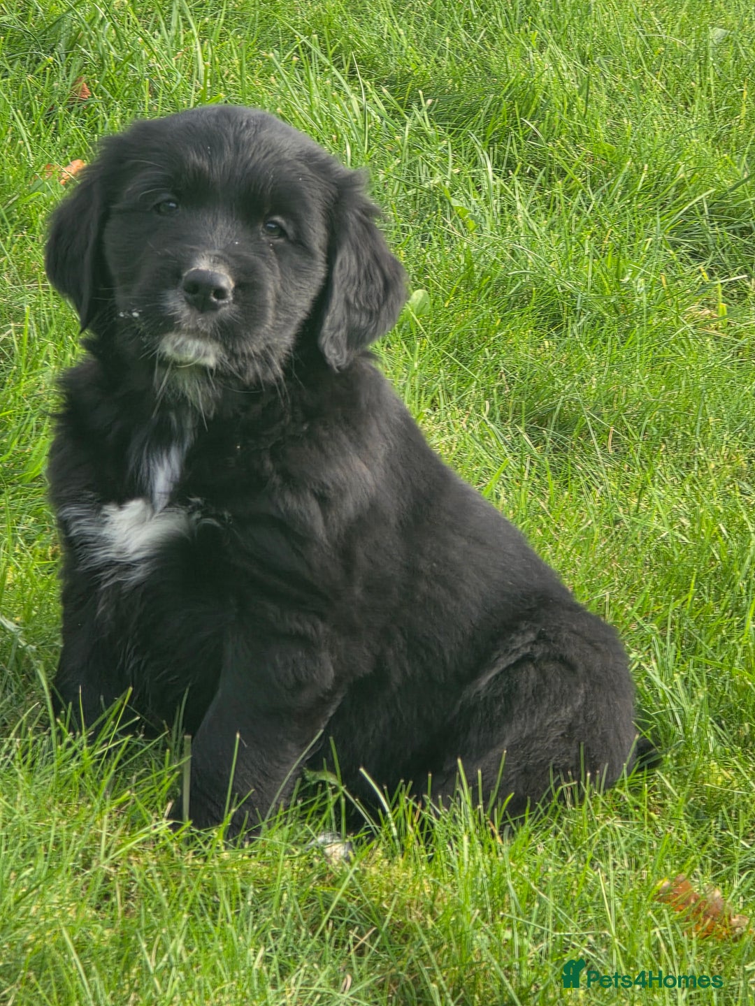 Mixed Breed dogs for sale: Stunning Golden Mountain pup's  - Advert 2