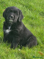 Mixed Breed dogs Stunning Golden Mountain pup's - Advert 2