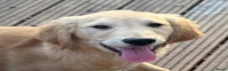 Golden Retriever dogs for sale: Beautiful KC dark gold healthy boys - Advert 8