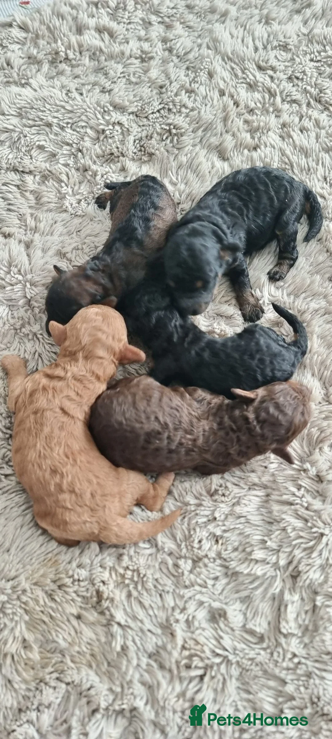 Toy Poodle dogs for sale: Kc reg toy poodle  - Advert 4