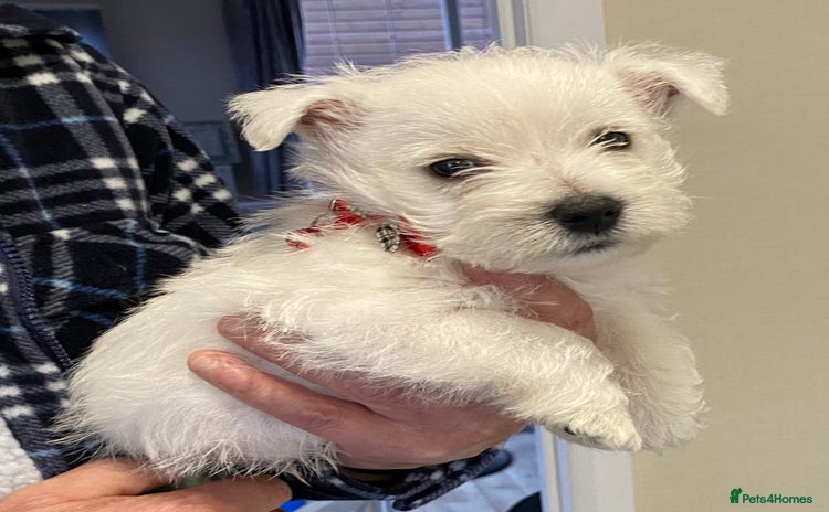 West Highland Terrier dogs WestHighland White Terrier Pups - NOW READY - Advert 1