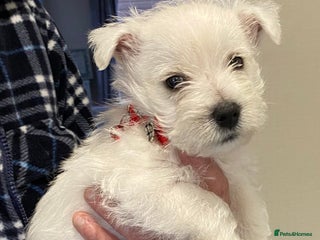 West Highland Terrier dogs WestHighland White Terrier Pups - NOW READY - Advert 1