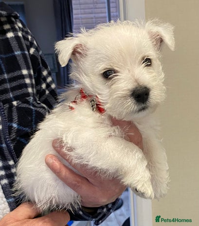 West Highland Terrier dogs WestHighland White Terrier Pups - NOW READY - Advert 1