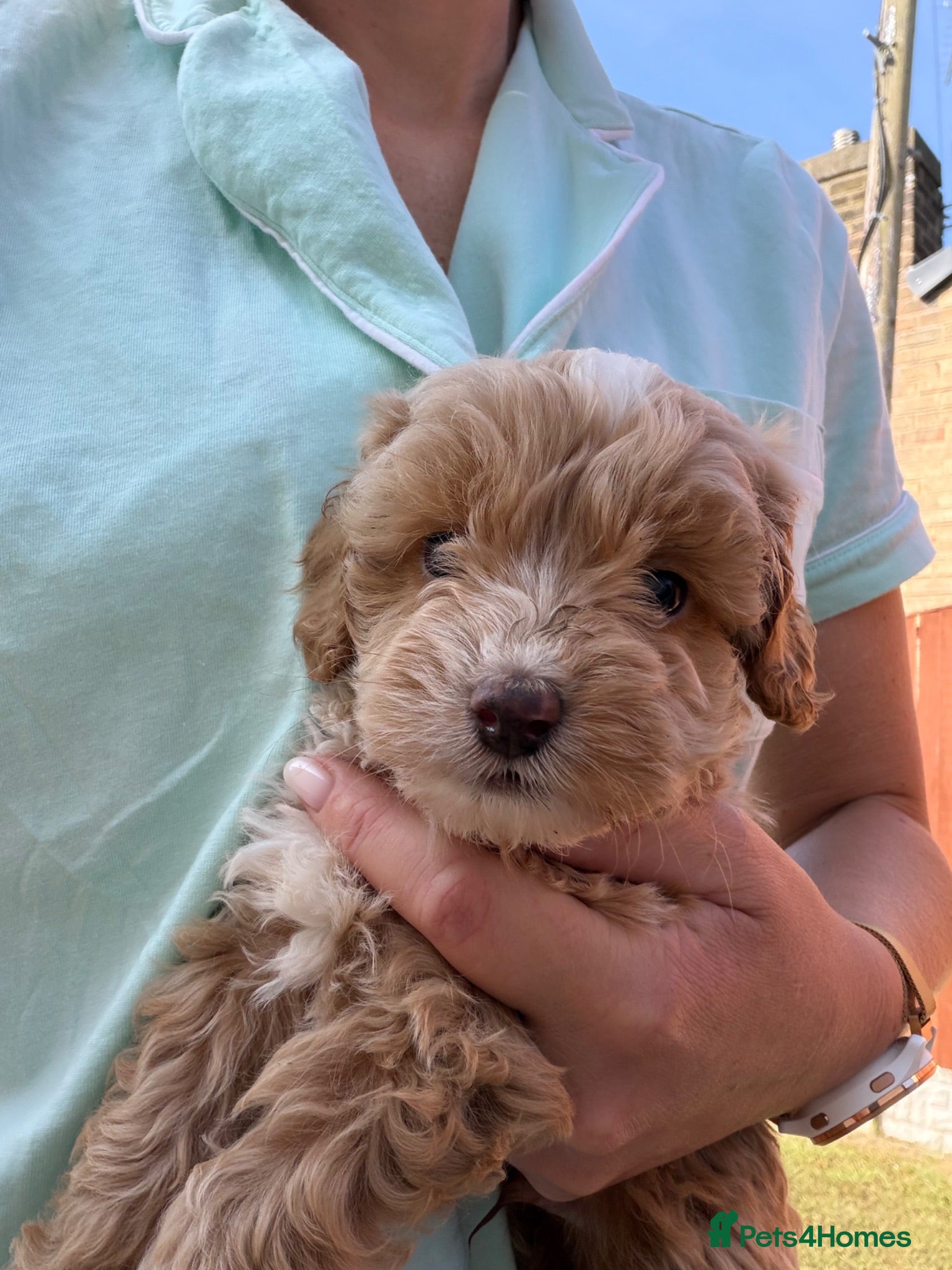 Cockapoo dogs Cockapoo puppies - Advert 13