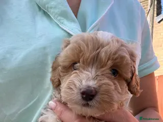 Cockapoo dogs Cockapoo puppies - Advert 13