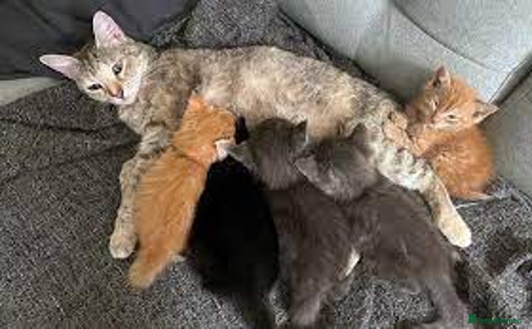 Bengal cats 4 beautiful kittens - Advert 1