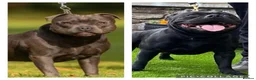 Staffordshire Bull Terrier dogs for sale: Beautiful Staffordshire Bull Terrier Pups - Advert 2