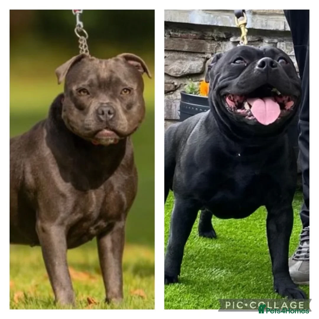 Staffordshire Bull Terrier dogs for sale: Beautiful Staffordshire Bull Terrier Pups - Advert 2