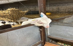 Goats livestock for sale: Pigmy goats  - Image 1
