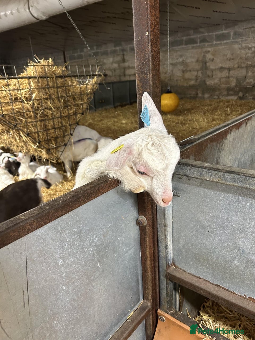 Goats livestock for sale: Pigmy goats  - Image 1