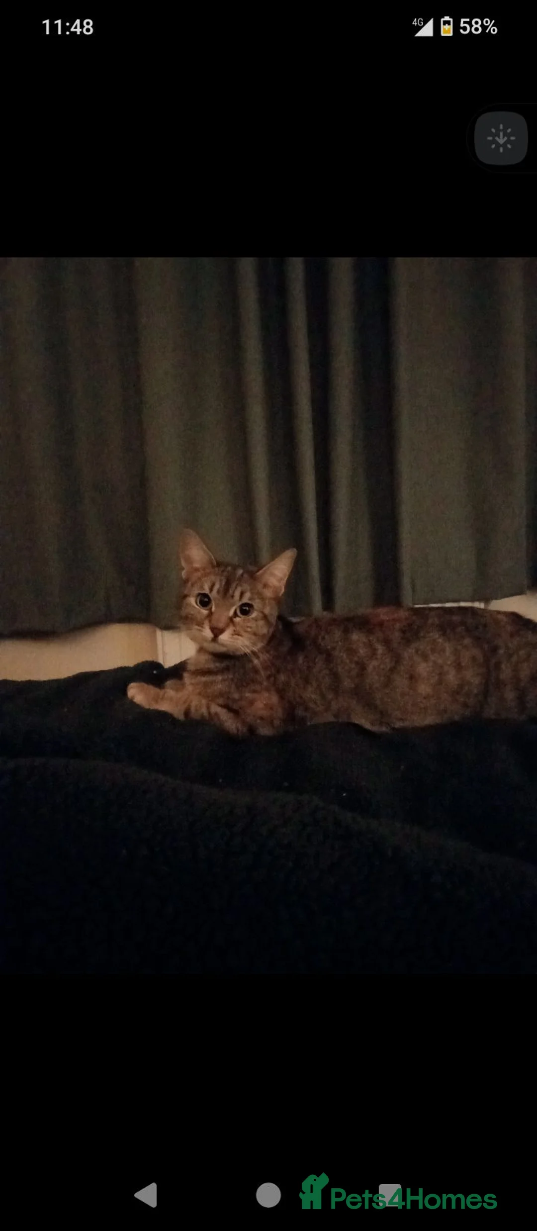 Mixed Breed cats for sale: Cats for adoption! - Advert 2