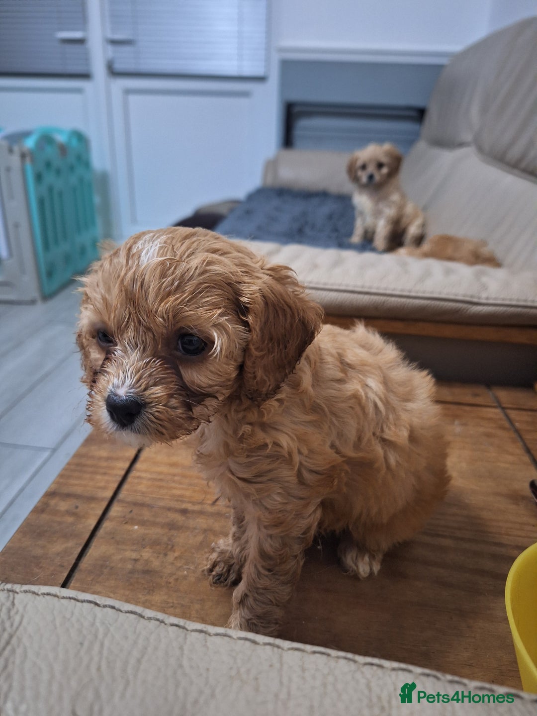 Cavapoo dogs for sale: CAVAPOO PUPPIES - Image 5