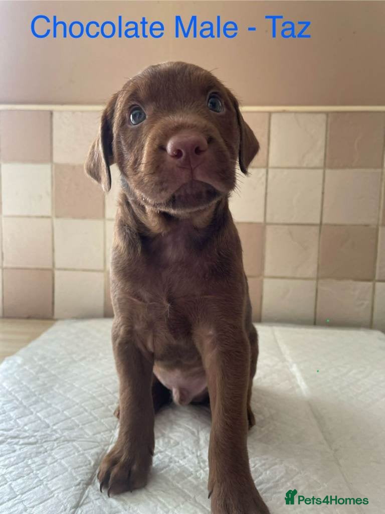Patterdale Terrier dogs for sale: Strong, healthy, chunky Patterdale Puppies in Sunderland - Advert 4