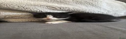 Persian cats for sale: Persian crossed kittens ready now  - Advert 2