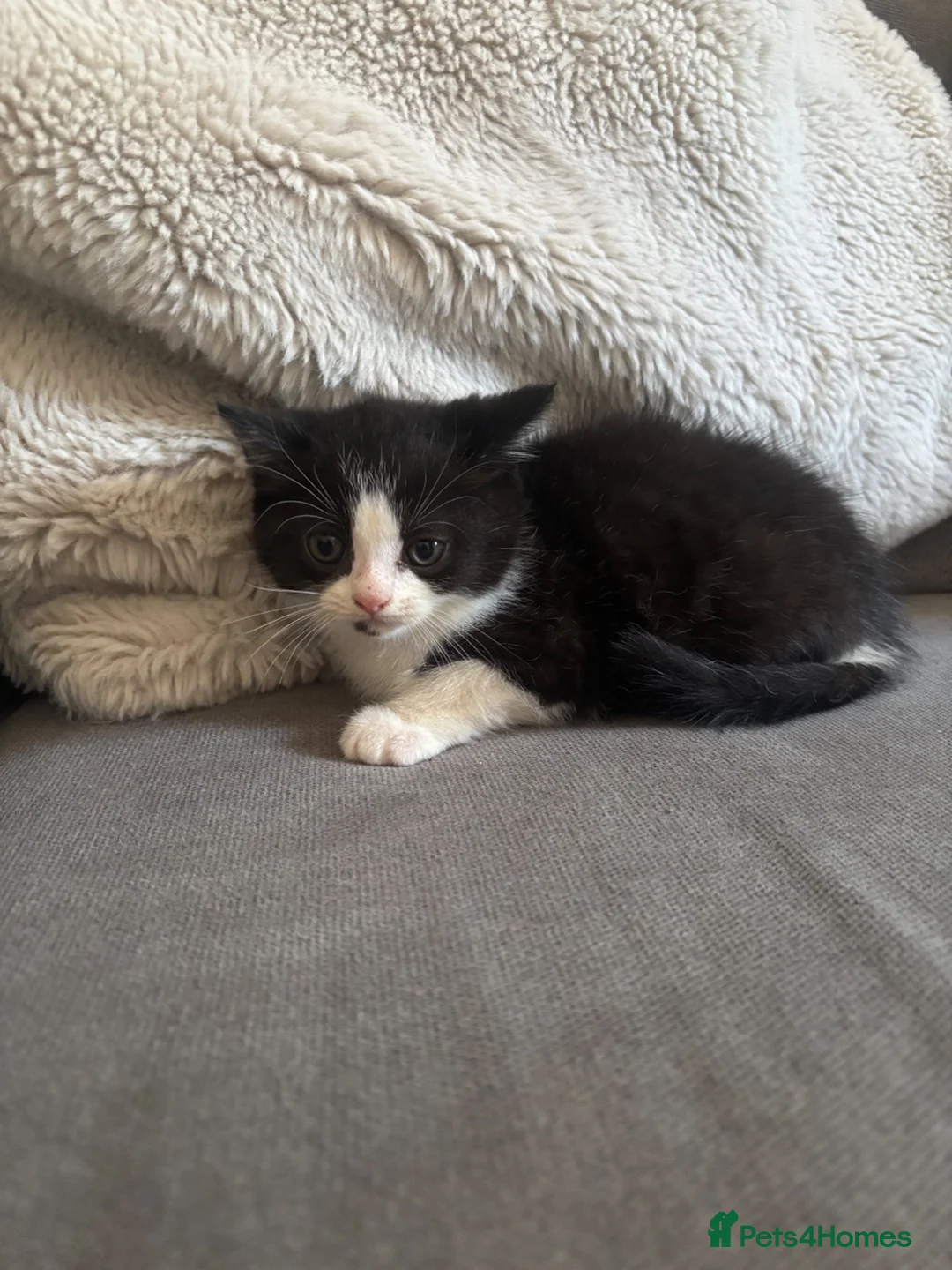 Persian cats for sale: Persian crossed kittens ready now  - Advert 2