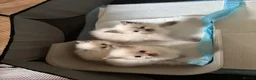 Ragdoll cats for sale: Beautiful Pure Ragdoll kittens - Advert 6