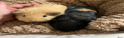 Guinea Pig rodents for sale: Two gorgeous young bonded boys in Coventry - Advert 5