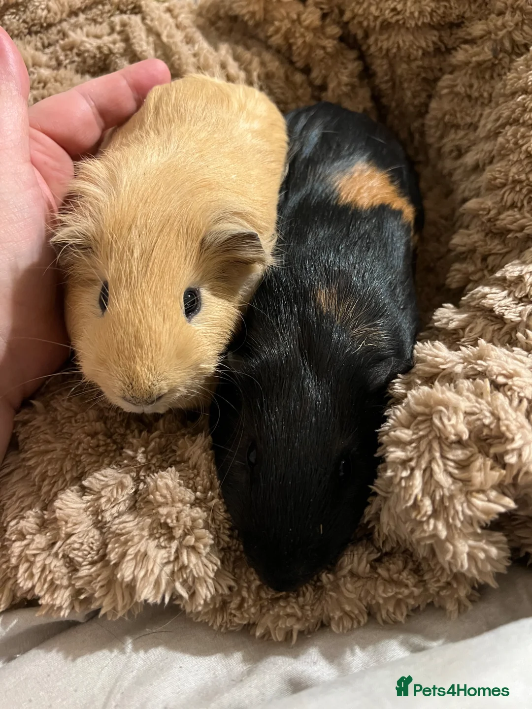 Guinea Pig rodents for sale: Two gorgeous young bonded boys in Coventry - Advert 5