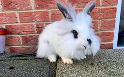 Angora rabbits for sale: Urgent 3 male rabbits for adoption  - Image 1