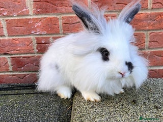 Angora rabbits - Advert 11