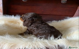 Cocker Spaniel dogs for sale: 5* LICENSED KC SHOW H/TESTED PUPPIES  - Image 30