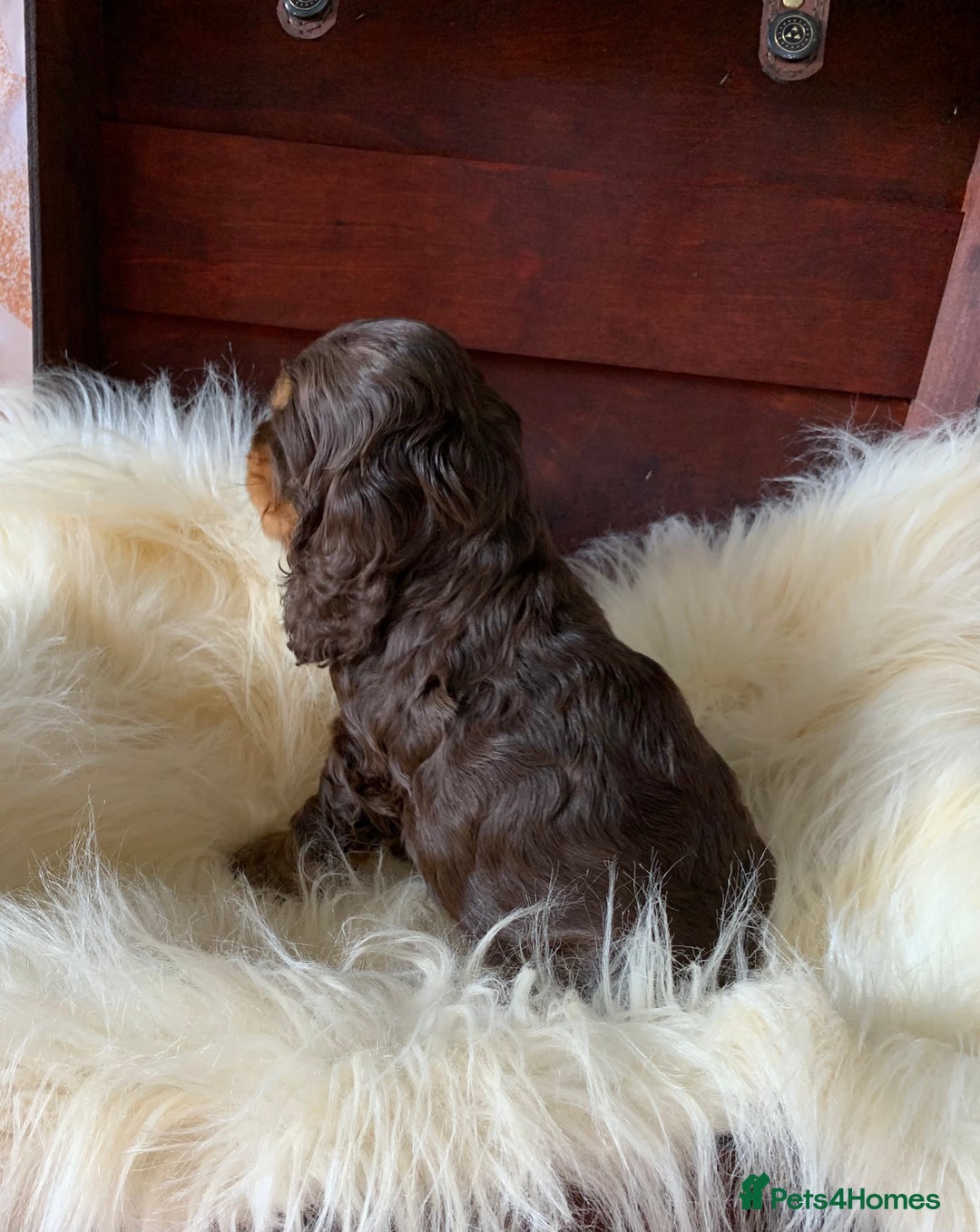 Cocker Spaniel dogs for sale: 5* LICENSED KC SHOW H/TESTED PUPPIES  - Image 30