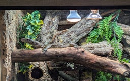 Monitor reptiles for sale: Varanus doreanus  blue tailed monitor  - Image 4