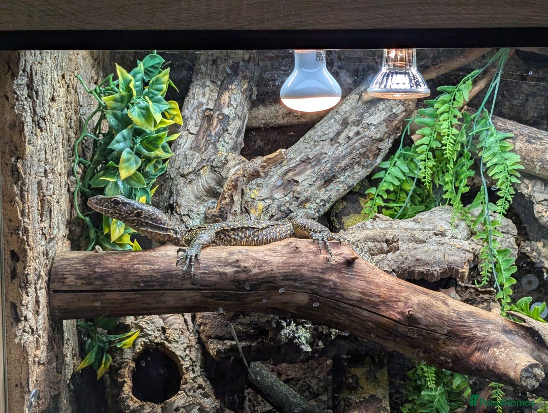 Monitor reptiles for sale: Varanus doreanus  blue tailed monitor  - Image 4