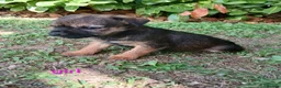 Border Terrier dogs for sale: Border terrier puppies  in Maidstone - Advert 13