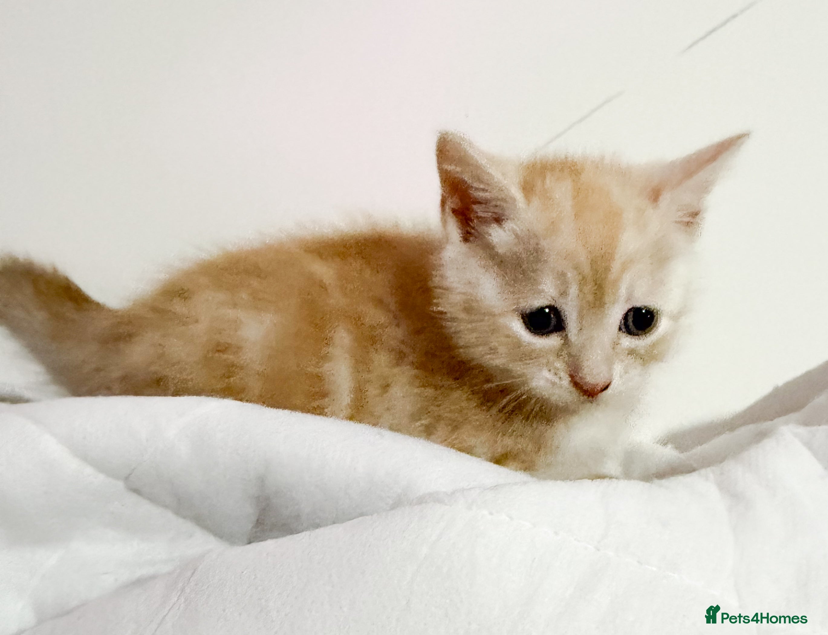 Mixed Breed cats Gorgeous Ginger babies - Advert 2