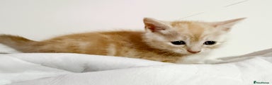 Mixed Breed Kitten 2