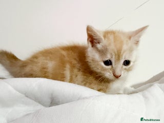 Mixed Breed cats Gorgeous Ginger babies - Advert 1