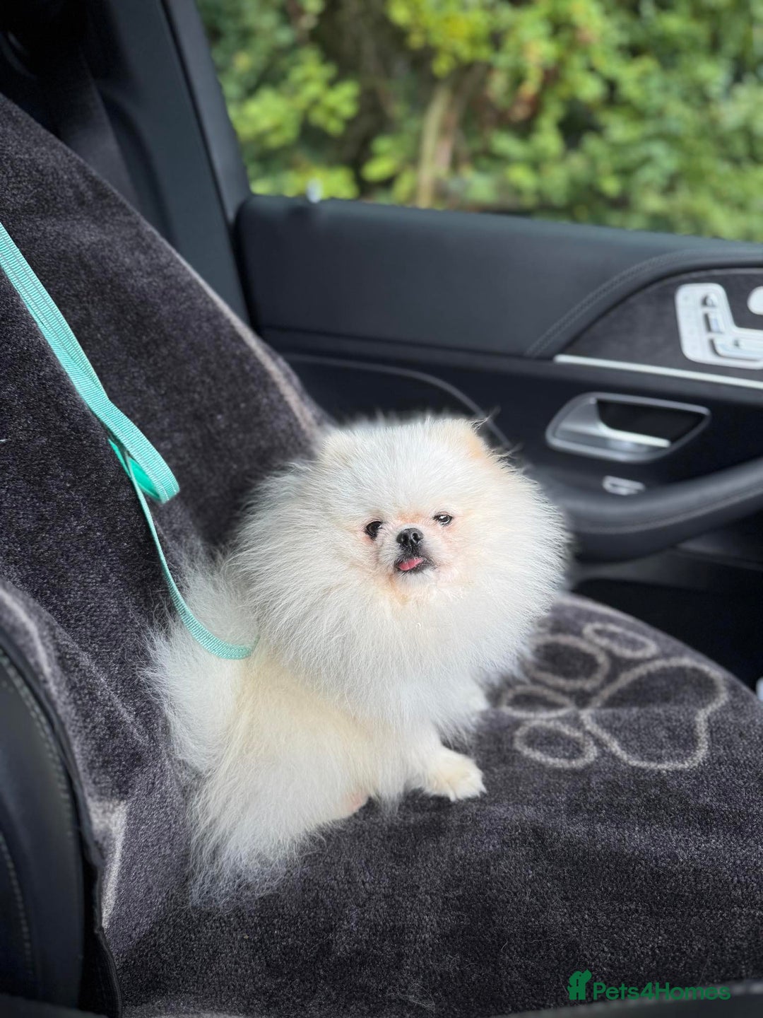 Pomeranian dogs for sale: 🧸 WHITE KC TEDDY BEARS 🧸 TINY, TRUE TYPE! - Advert 7