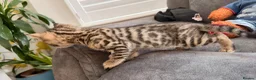 Mixed Breed cats for sale: Gorgeous mixed Bengal kittens - Advert 9