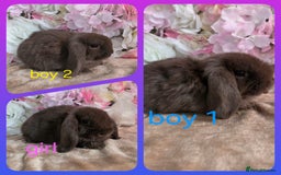 Mini Lop rabbits for sale: 🩷✨️Pure bred chocolate mini lop babies ✨️🩷 - Image 1