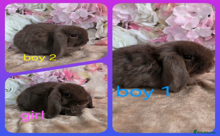 Mini Lop rabbits - Advert 11