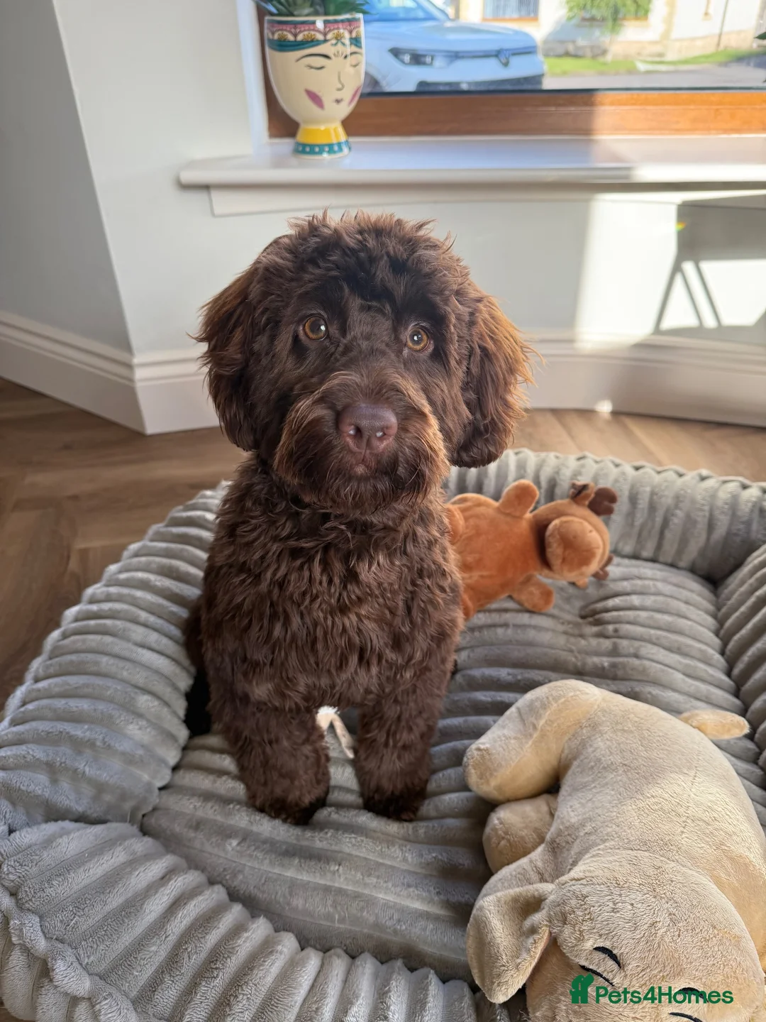 Cockapoo dogs for sale: Cockapoo for sale in Kilmarnock - Advert 13