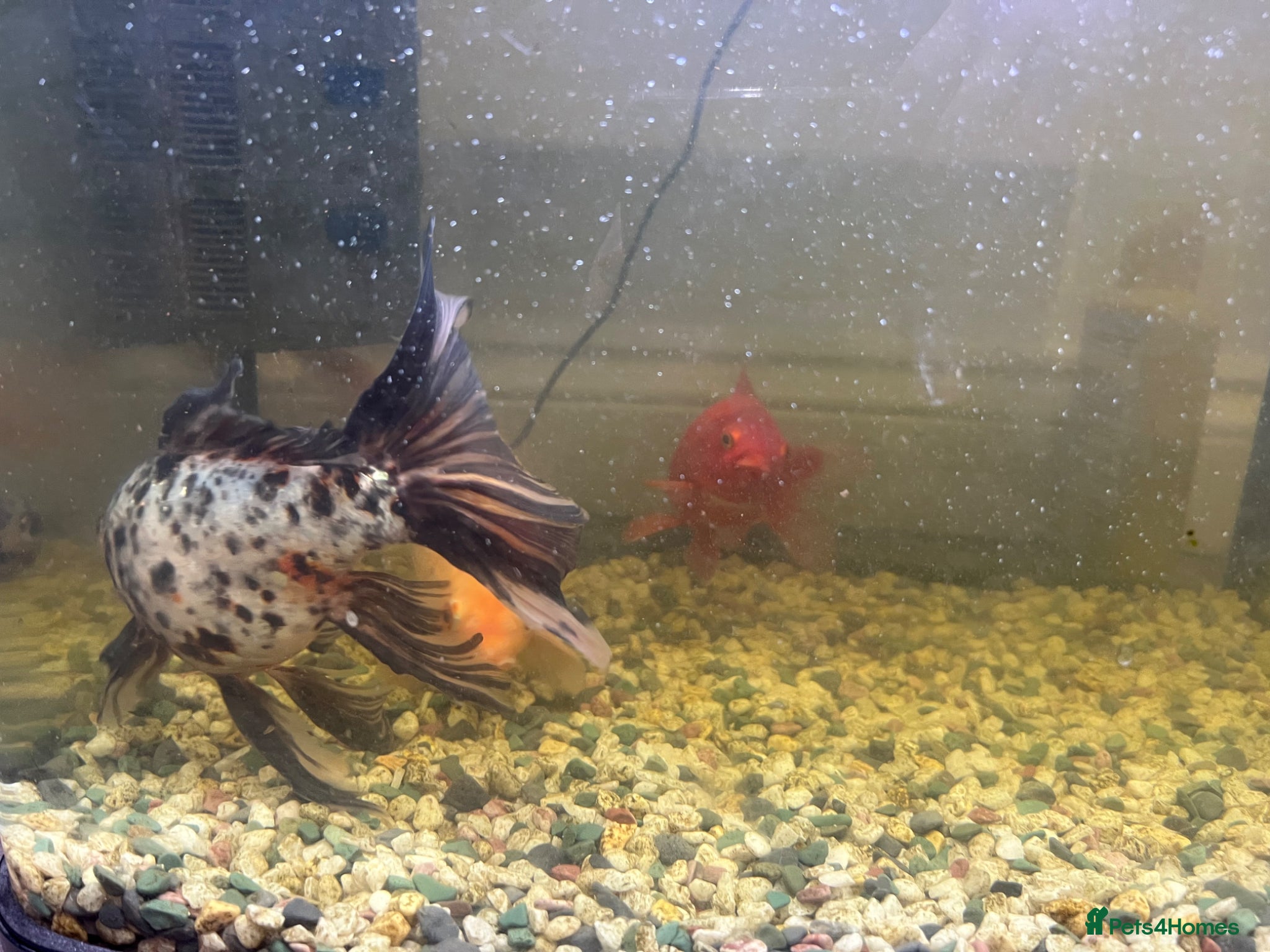 Koi Carp fish Koi fish  - Advert 2