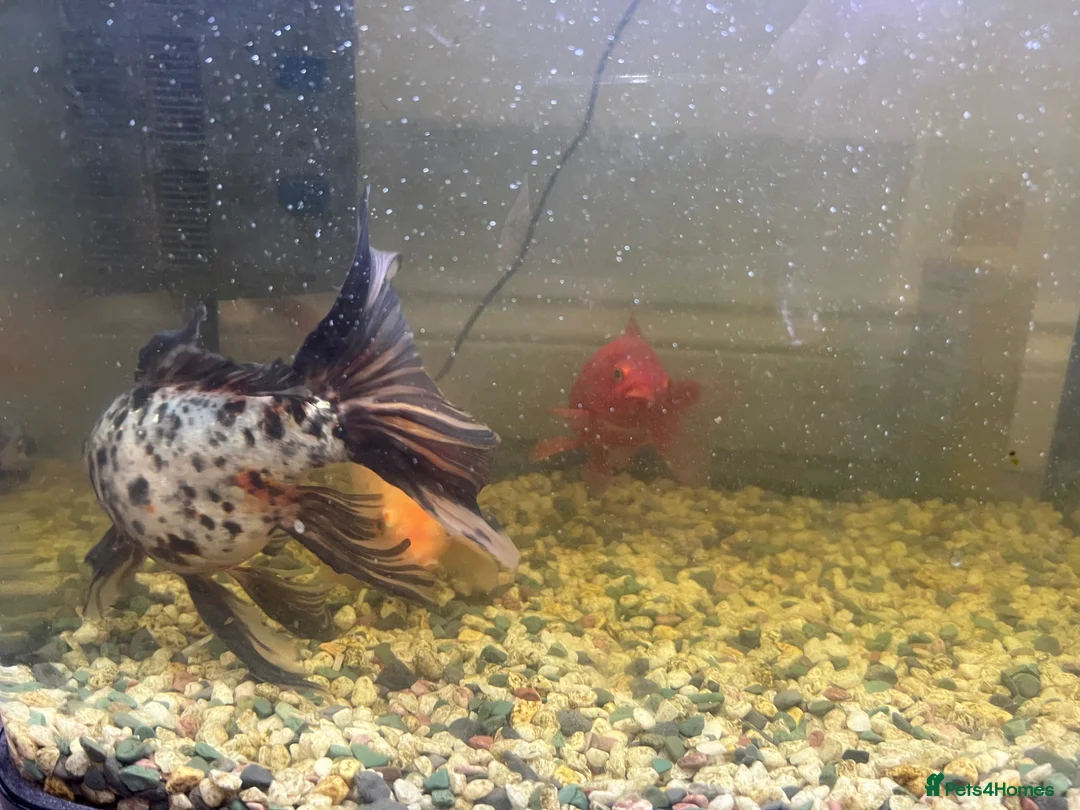 Koi Carp fish for sale: Koi fish  - Advert 1